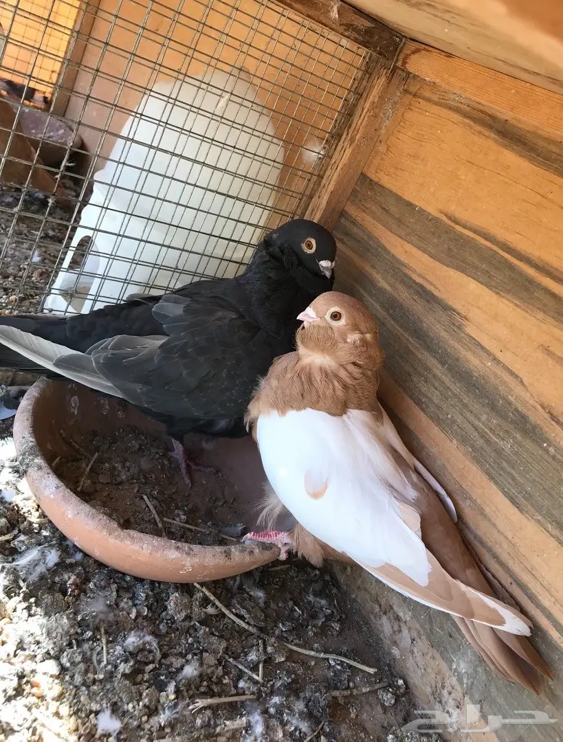 جوز كشكي للبيع (image 5)