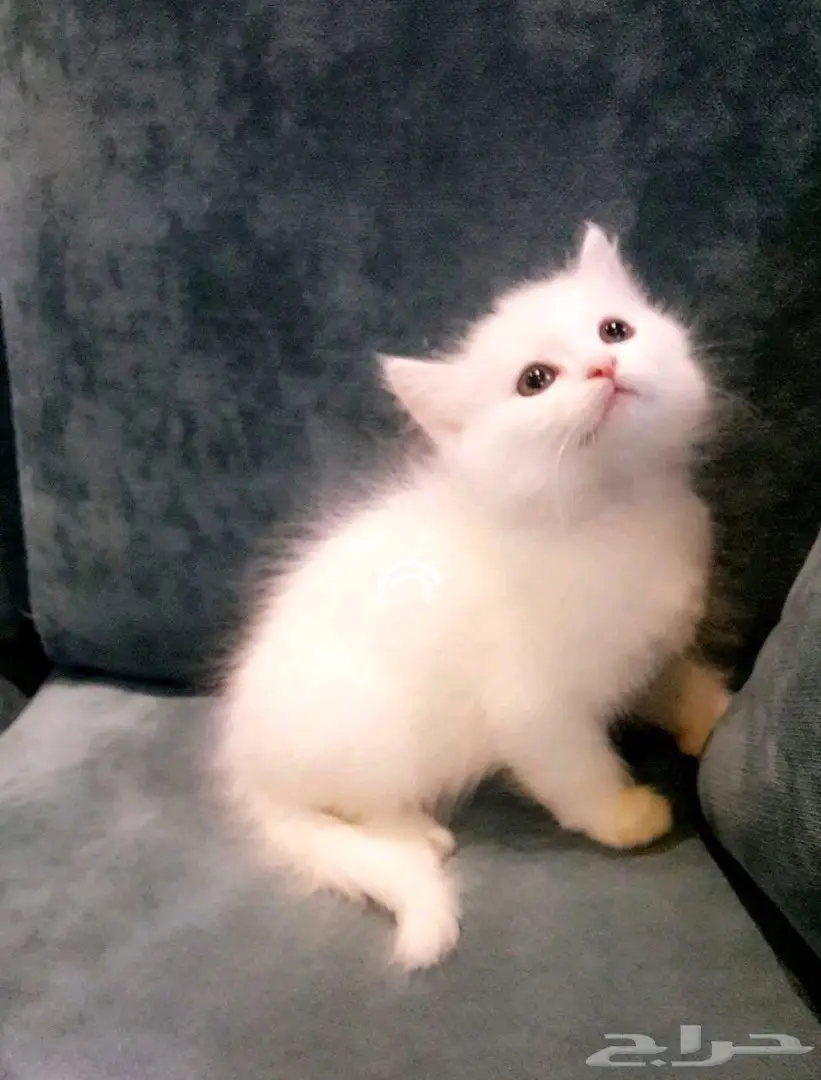 قطط شيرازيه  (image 5)