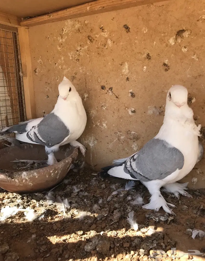 جوز ستنايت ازرق فل الفل (image 4)