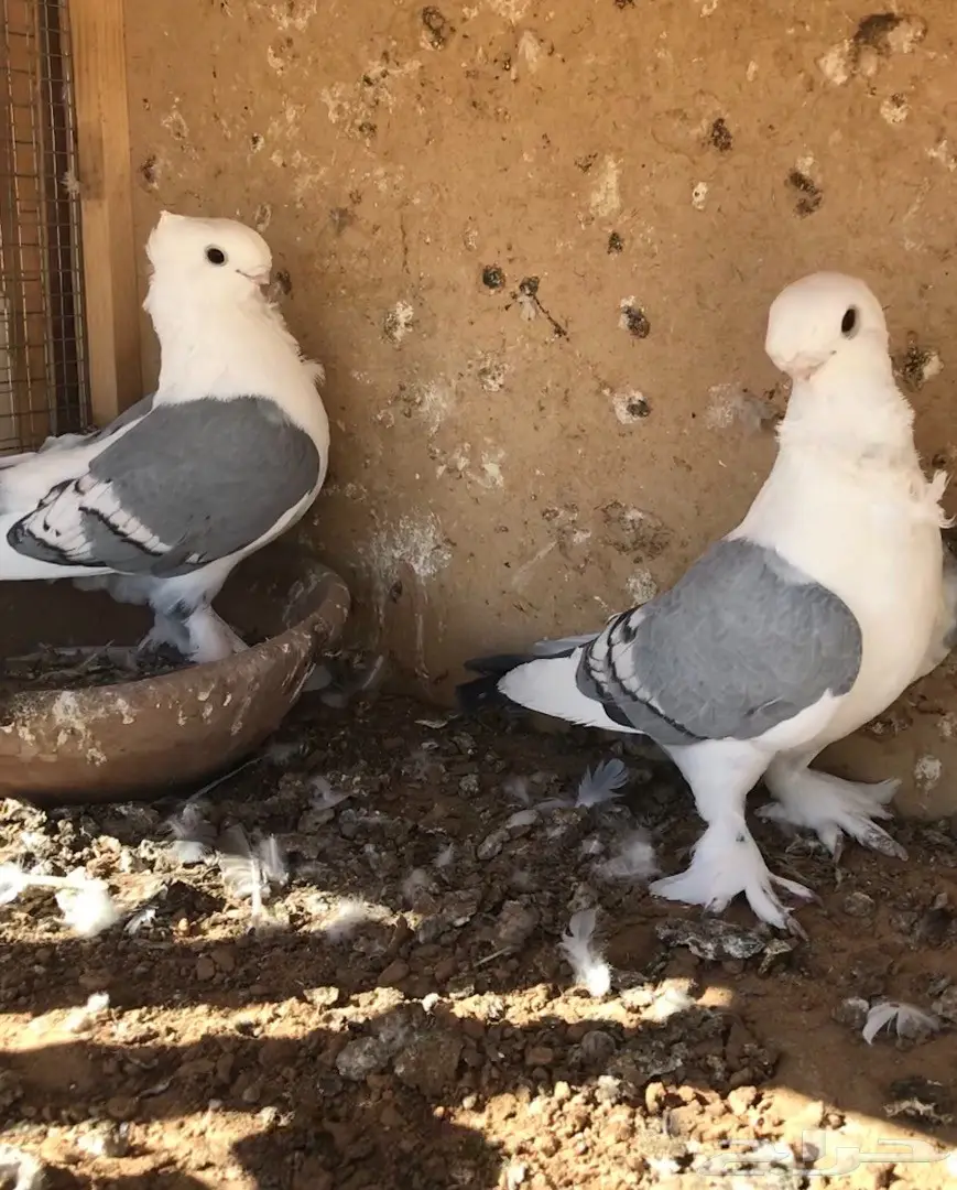 جوز ستنايت ازرق فل الفل (image 3)