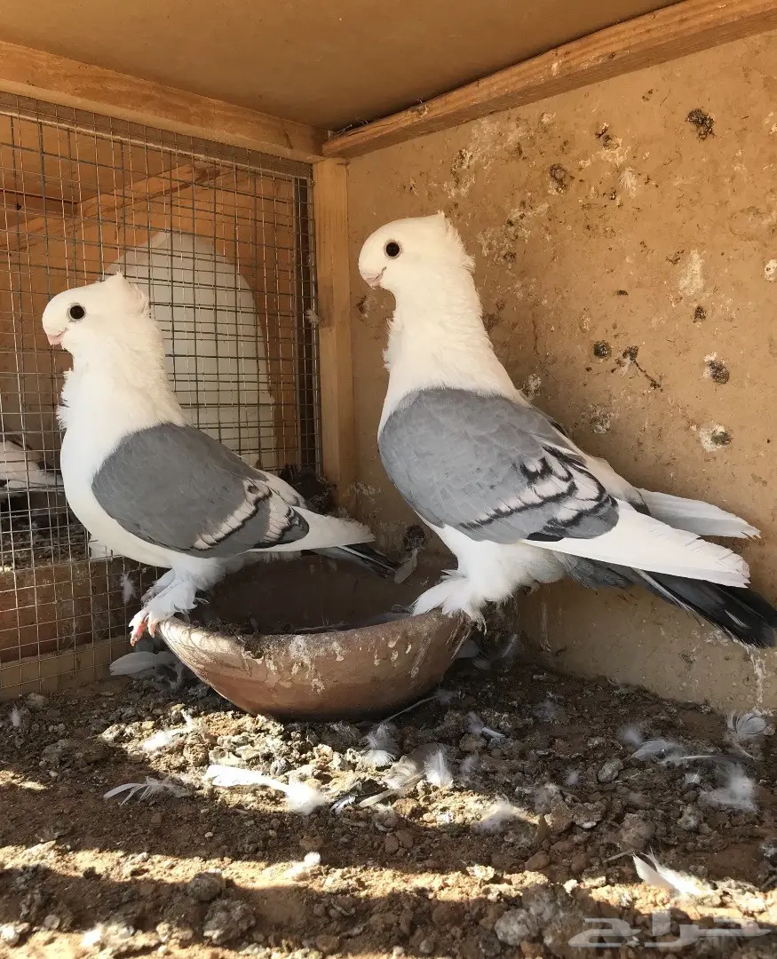 جوز ستنايت ازرق فل الفل (image 1)