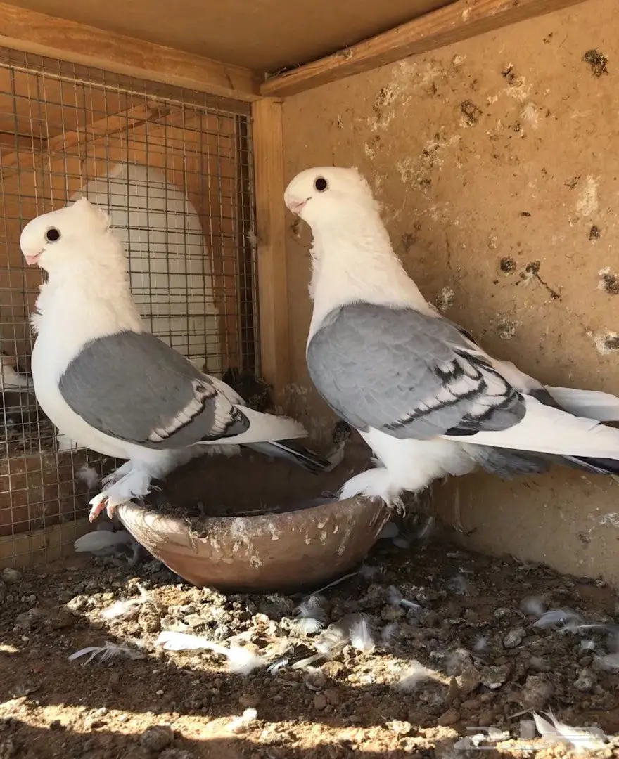 جوز ستنايت ازرق فل الفل