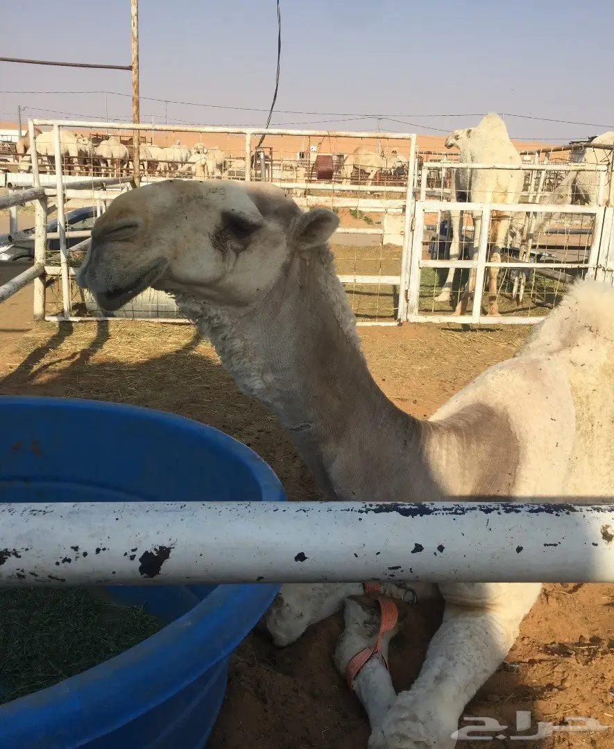 قعود باتلي فردي (image 2)