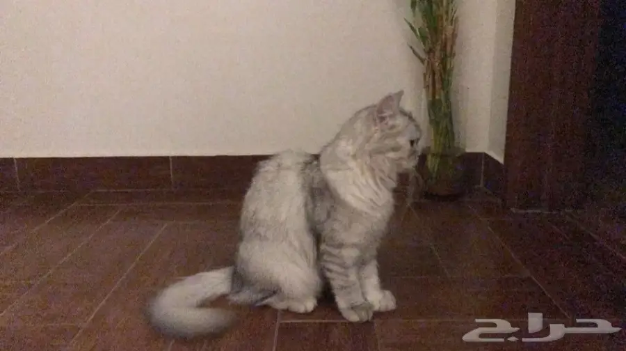 قطوة شيرازية (image 1)
