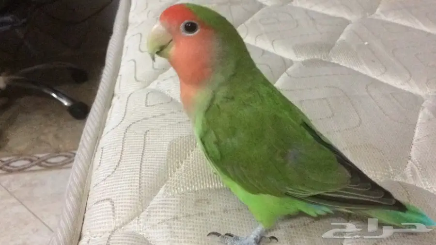 روز اليف (image 2)