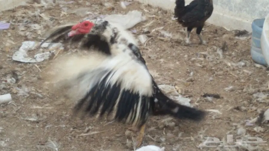 للبيع زوج بط شرشيري بالدمام  (image 1)