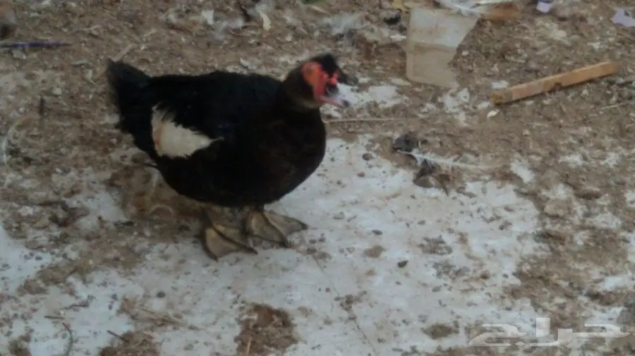 للبيع زوج بط شرشيري بالدمام  (image 2)