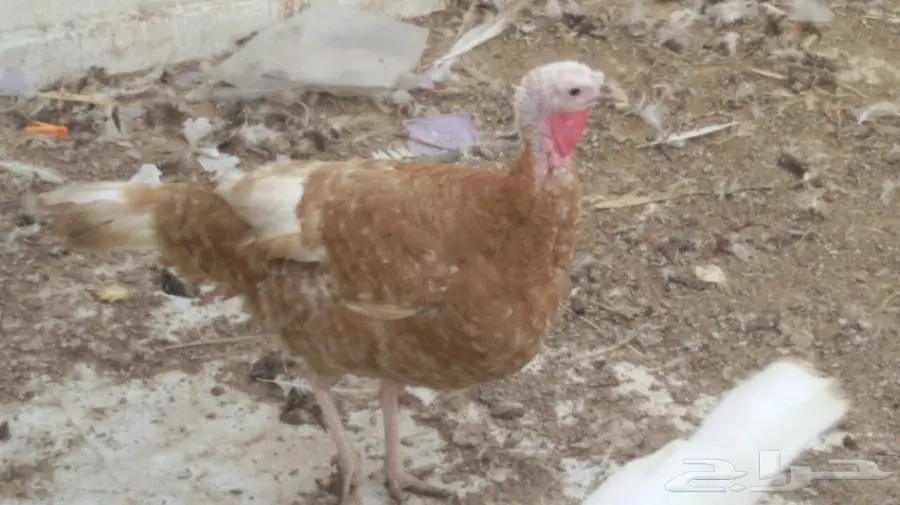 للبيع ثلاث دجاجات رومي بياضات بالدمام 