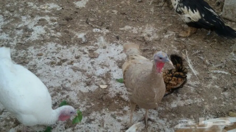 للبيع ثلاث دجاجات رومي بياضات بالدمام  (image 1)