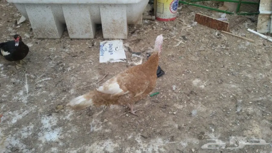 للبيع ثلاث دجاجات رومي بياضات بالدمام  (image 2)