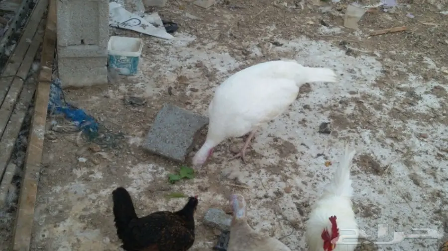 للبيع ثلاث دجاجات رومي بياضات بالدمام  (image 3)