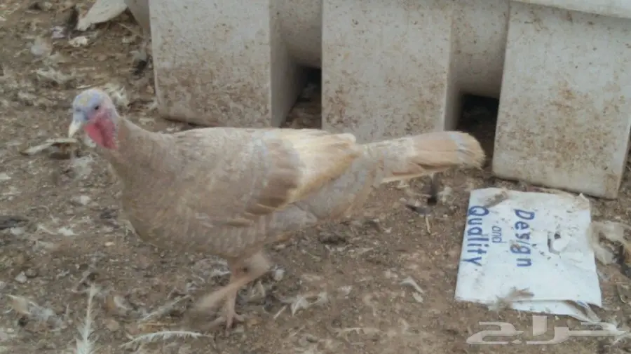 للبيع ثلاث دجاجات رومي بياضات بالدمام  (image 4)