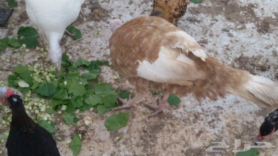 للبيع ثلاث دجاجات رومي بياضات بالدمام  (image 5)