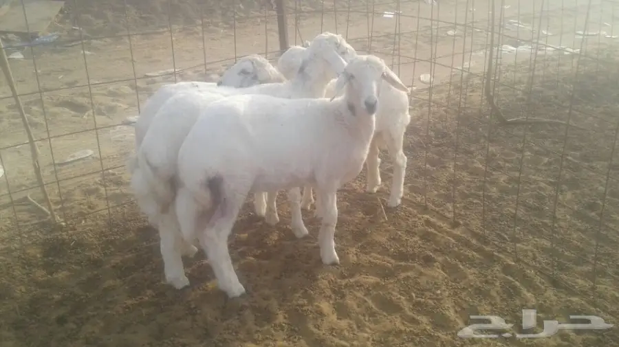 رخال لبنيه (image 1)