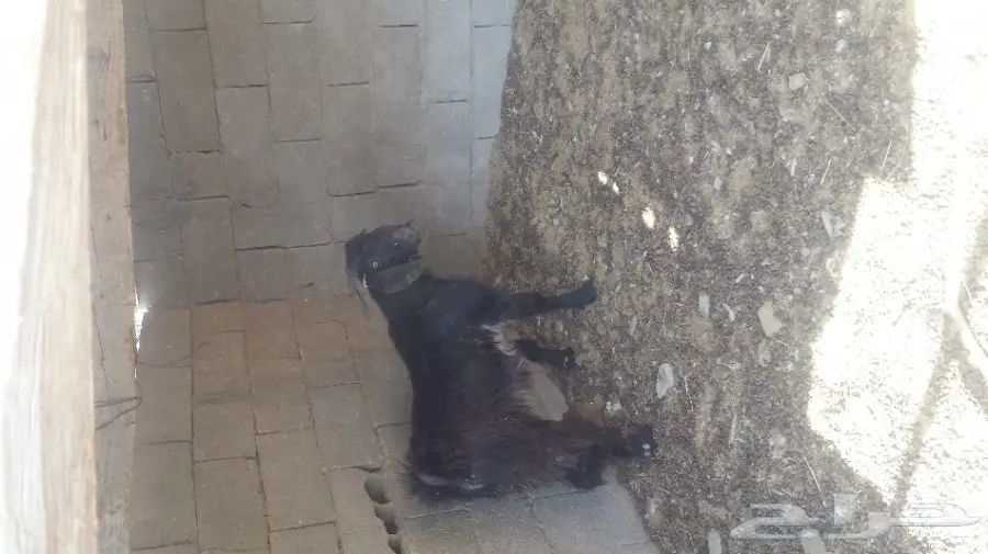 للبيع تيس حق ثلاجه (image 1)