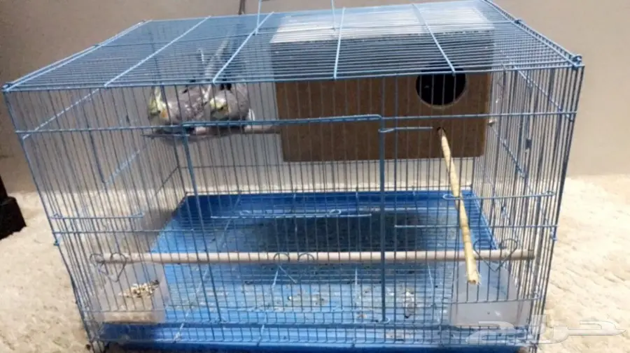 للبيع جوز كروان وجوز فيشر