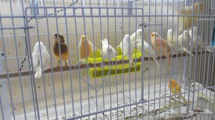  لاتفوتك الفرصه اسعار تحطيم على الكناري (image 3)