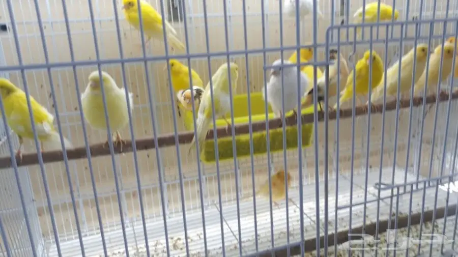  لاتفوتك الفرصه اسعار تحطيم على الكناري (image 5)