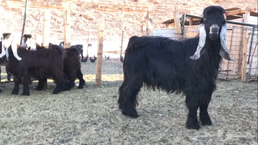 جفار عوارض نقوه وطييبه بفحلها معرفات (image 3)