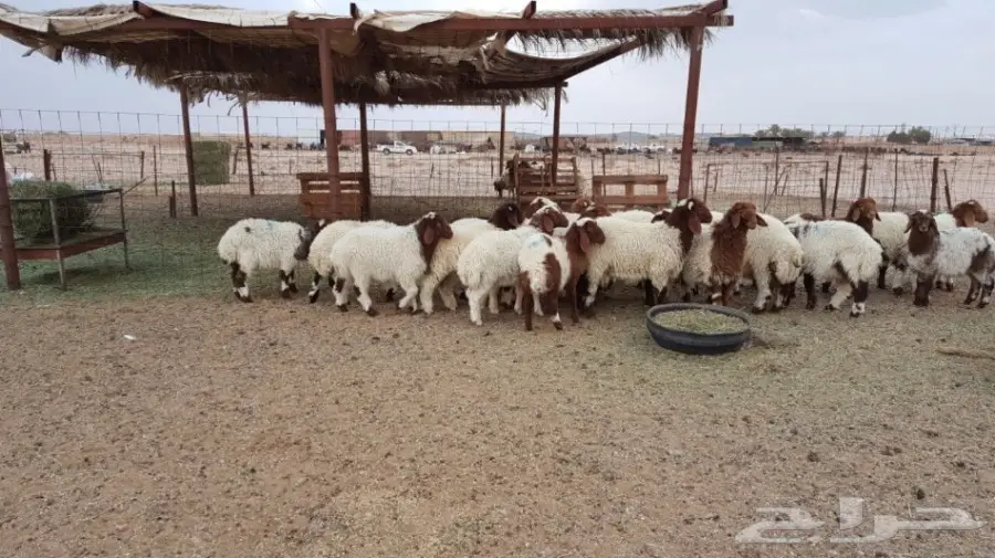 هرافئ نعيم طيبه