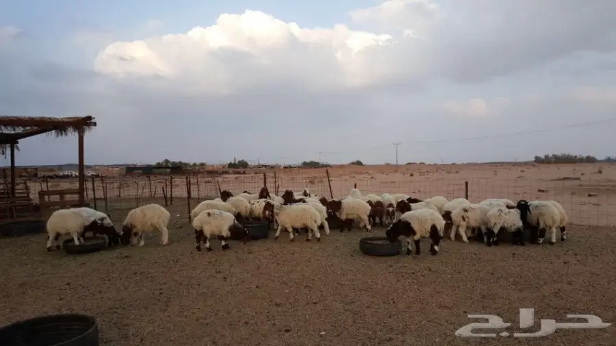 هرافئ نعيم طيبه (image 1)