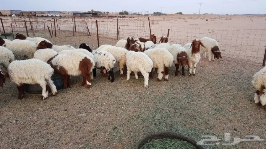 هرافئ نعيم طيبه (image 2)