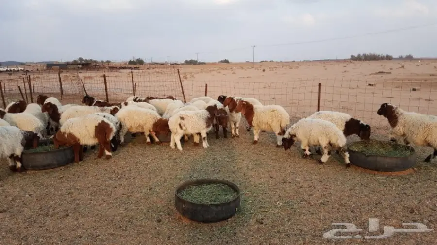 هرافئ نعيم طيبه (image 3)