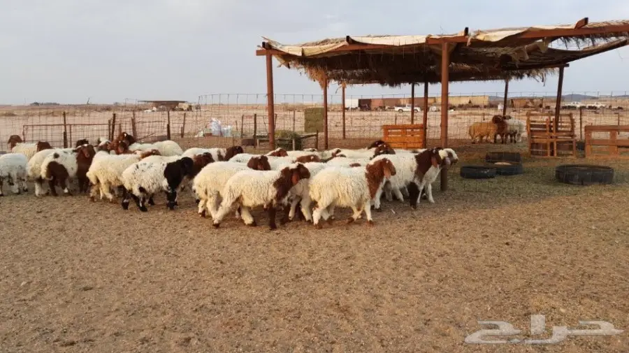 هرافئ نعيم طيبه (image 4)