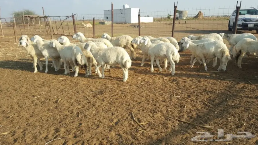 طليان حريه للبيع الموقع القنفذه (image 1)