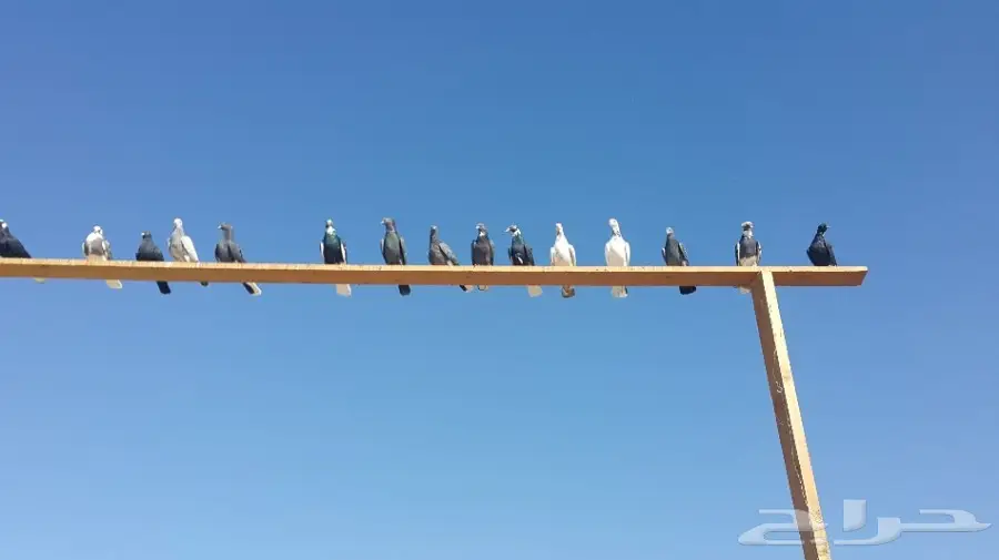 مجموعة قطايف __ الخرج (image 1)