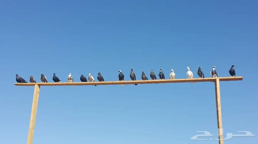 مجموعة قطايف __ الخرج (image 2)