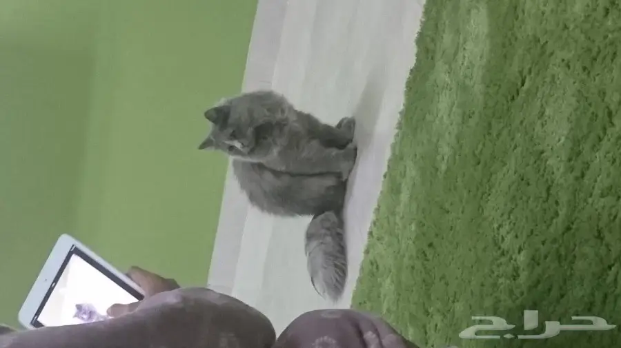 قطة ش شرازيه 