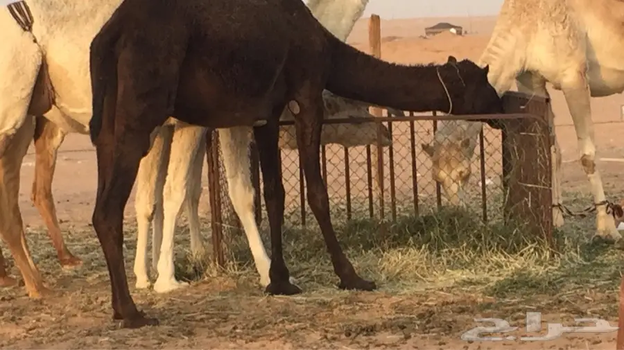 ناقه مجهم (image 2)