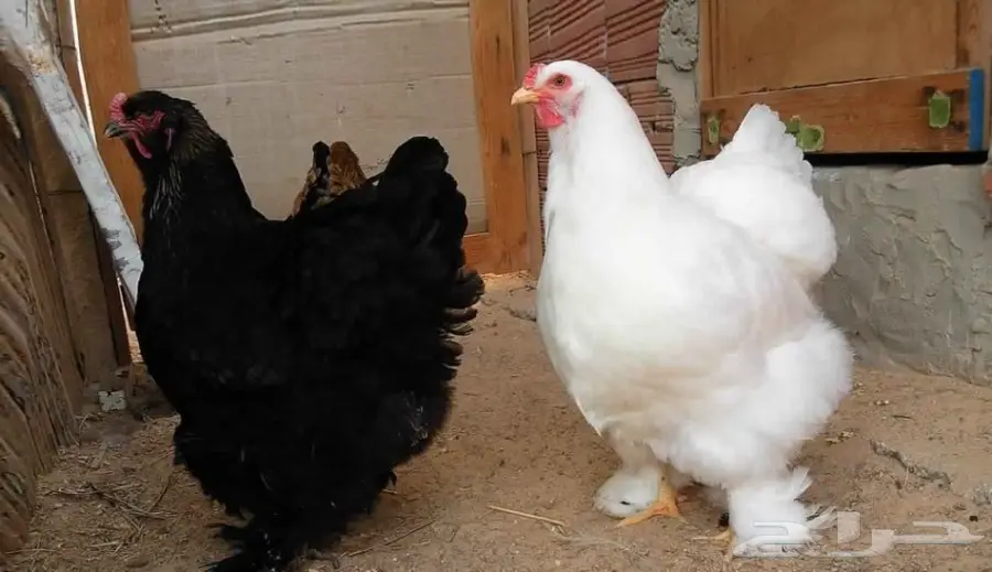 خلطة المدينة الطبيعية: تغذية مثالية للدجاج والطيور! (image 1)