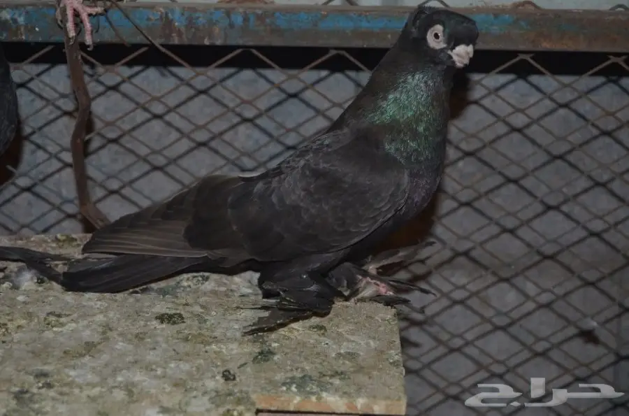 حمام خوارج (image 1)