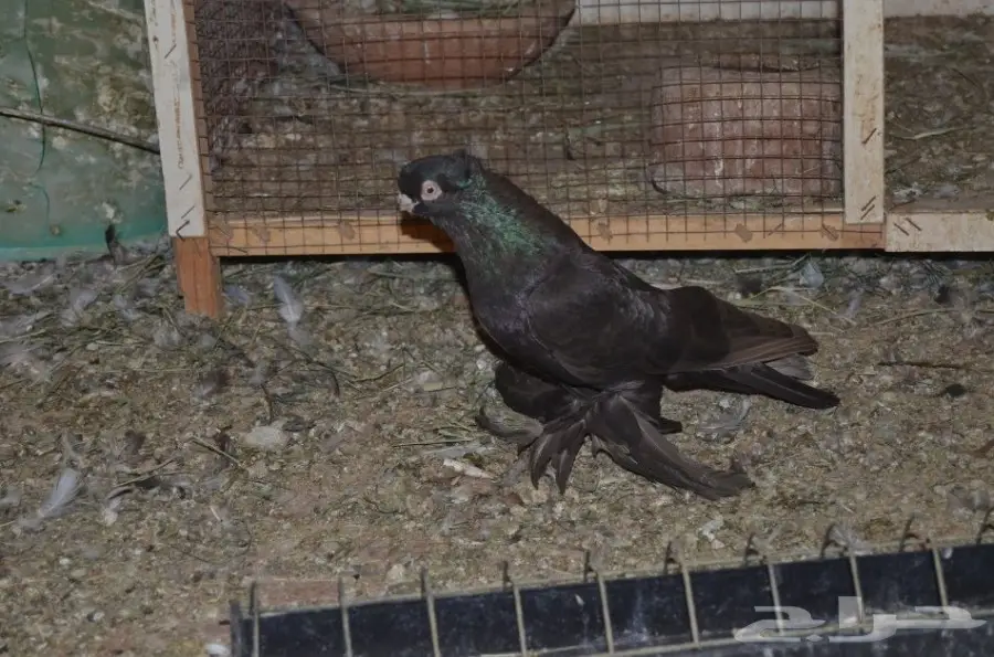 حمام خوارج (image 3)