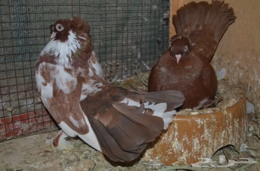 حمام خوارج (image 4)