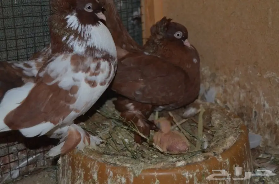 حمام خوارج (image 5)