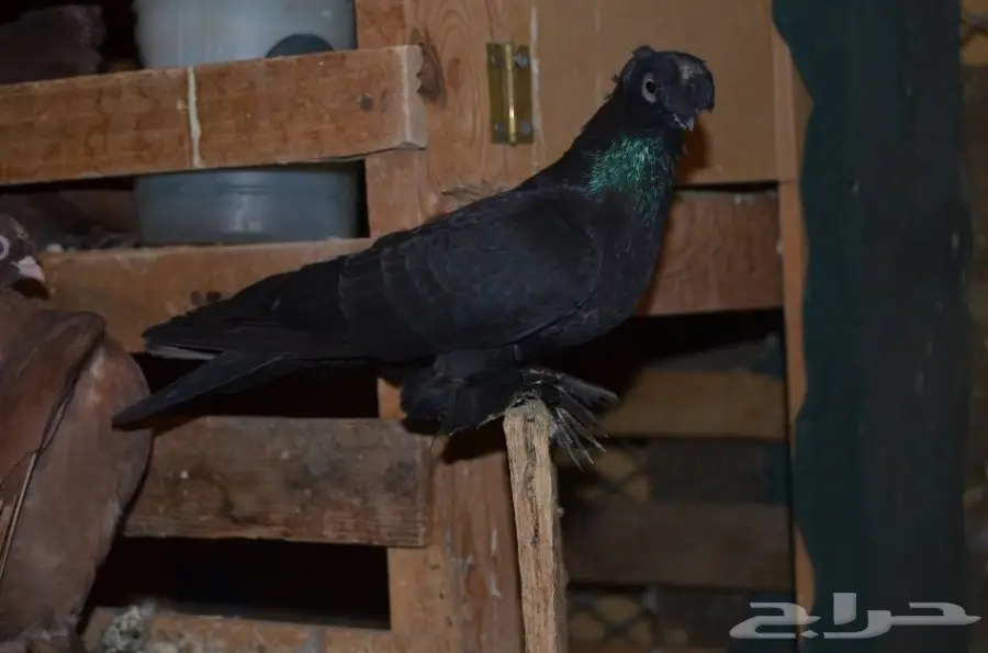 حمام خوارج (image 6)