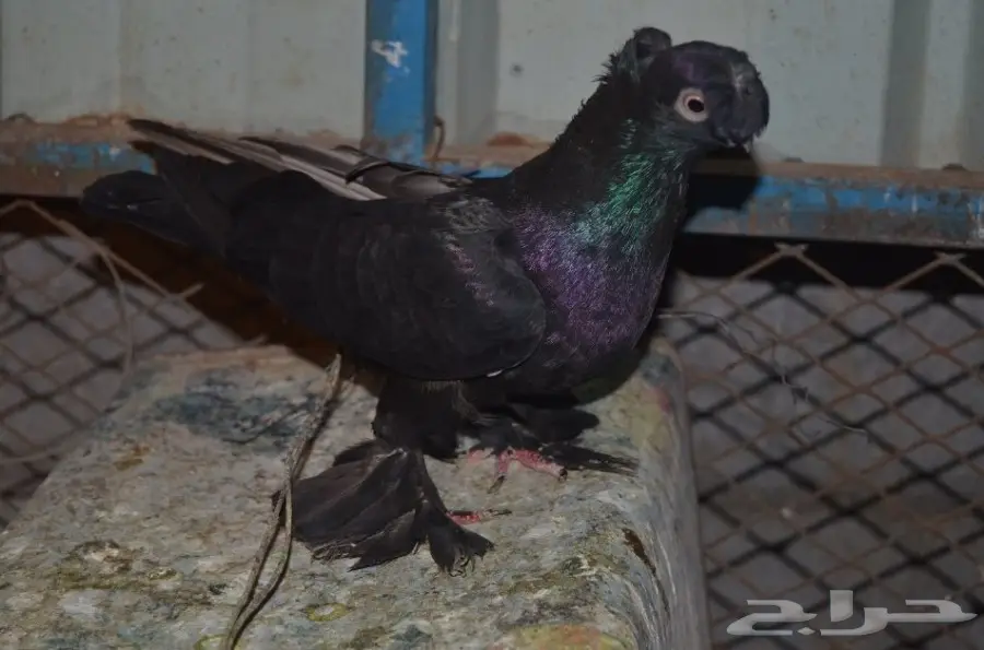 حمام خوارج (image 7)