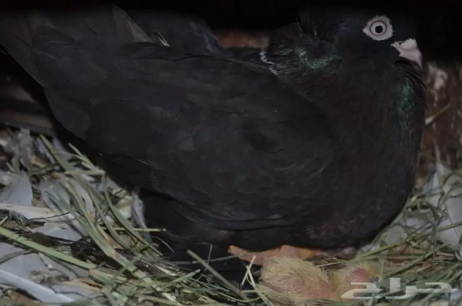 حمام خوارج (image 8)