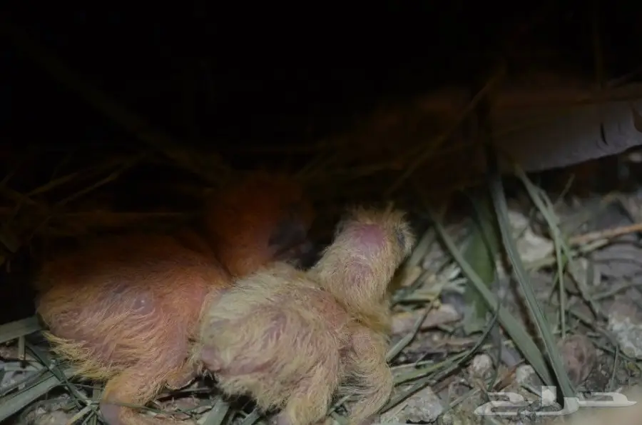 حمام خوارج (image 10)