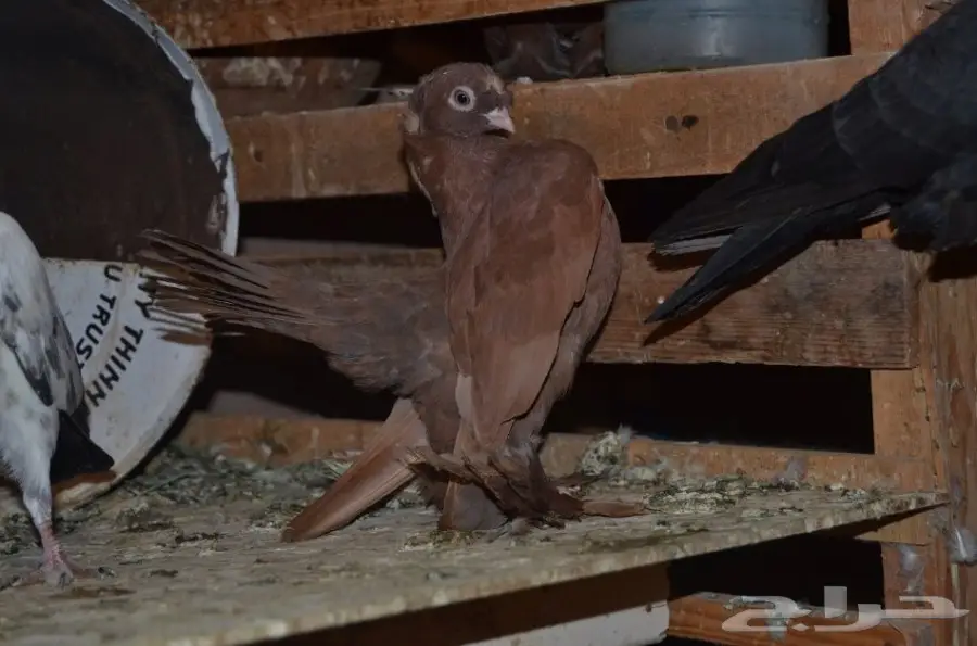 حمام خوارج (image 13)