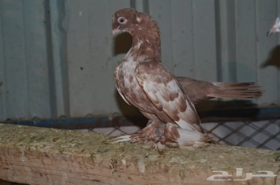 حمام خوارج (image 14)