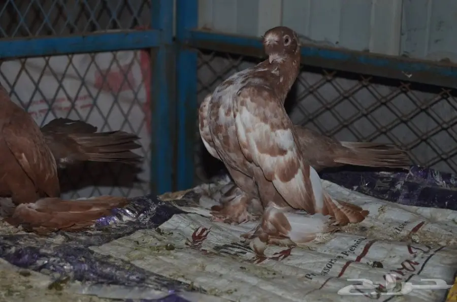 حمام خوارج (image 15)