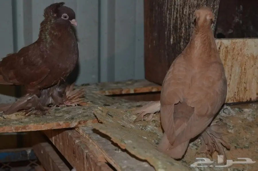 حمام خوارج (image 18)