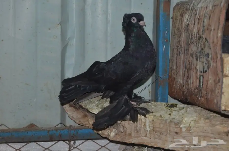 حمام خوارج (image 19)