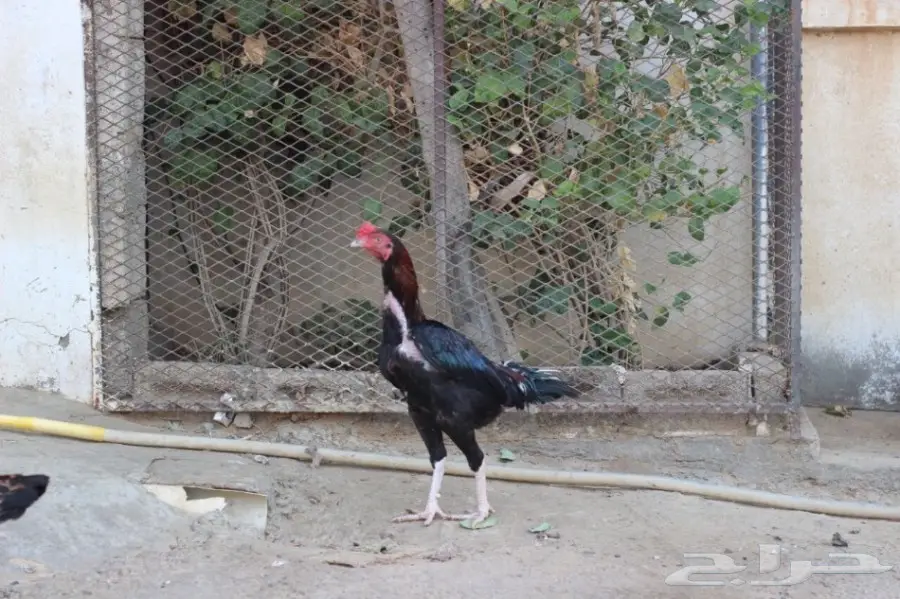 ديك باكستاني 