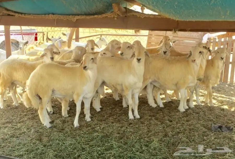 طليان حريه للزواجات (image 1)