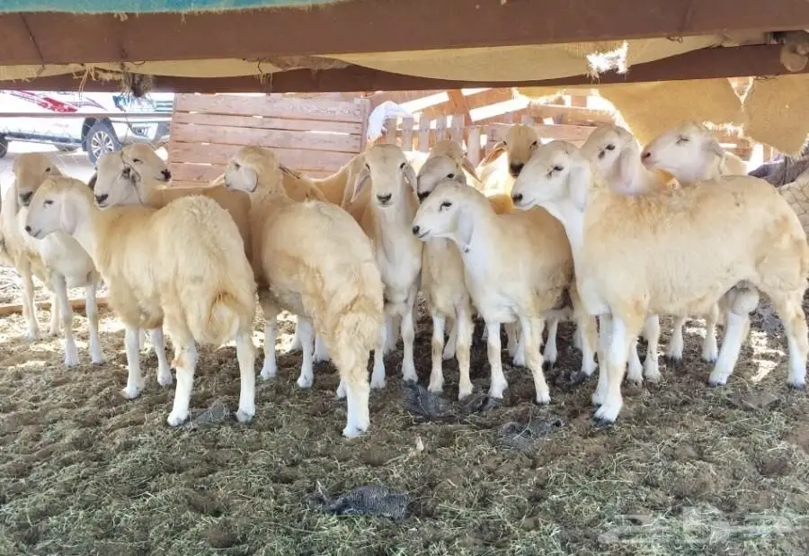 طليان حريه للزواجات (image 3)